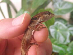 Image of Blemished Anole