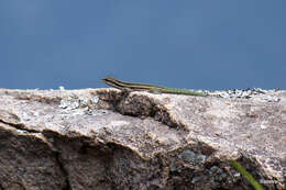 Plancia ëd Phelsuma barbouri Loveridge 1942