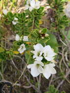 Image of Veronica macrantha Hook. fil.