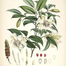 Image of <i>Magnolia cathcartii</i> (Hook. fil. & Thomson) Noot.