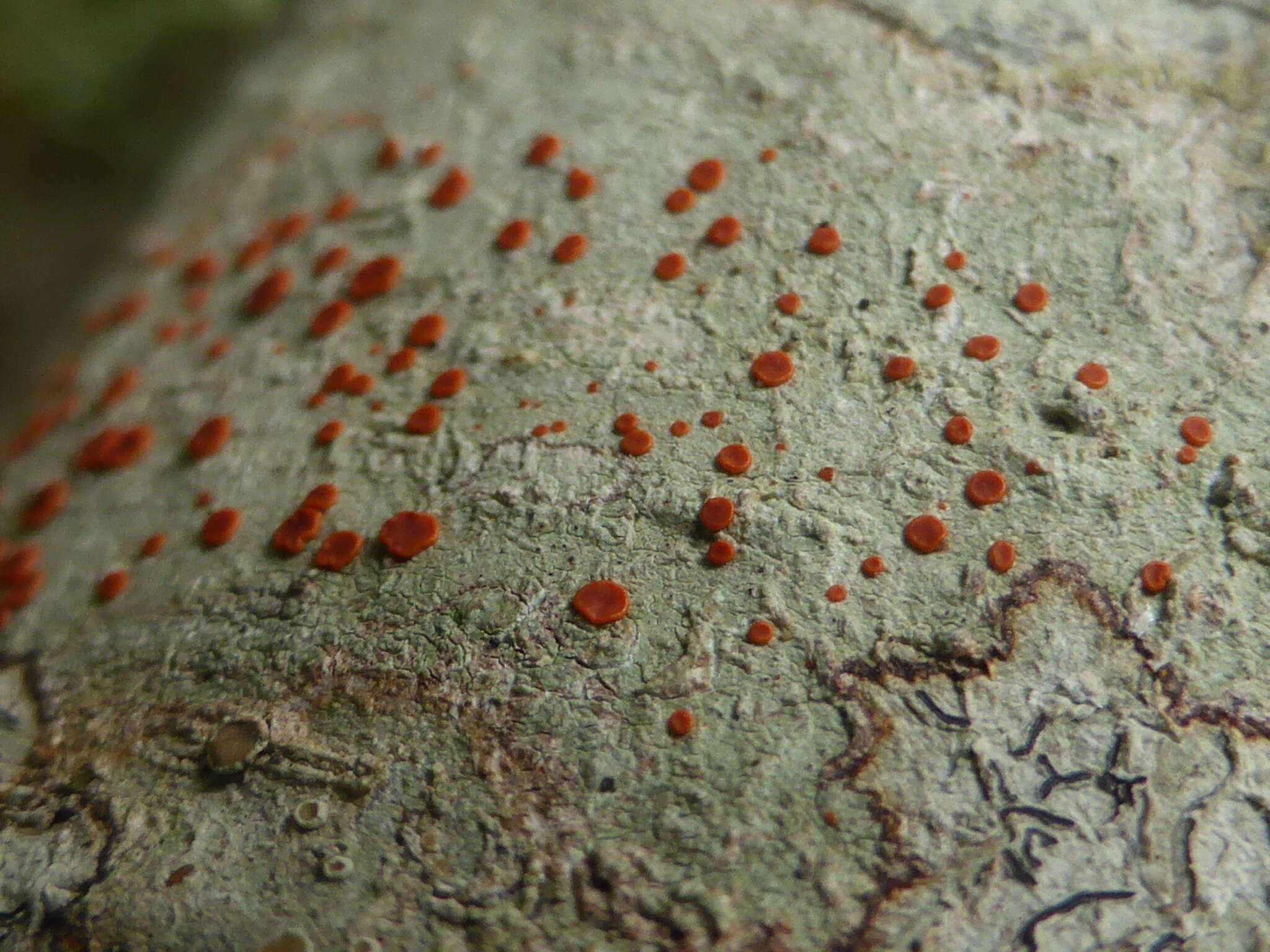 Image of Ramboldia russula (Ach.) Kalb, Lumbsch & Elix