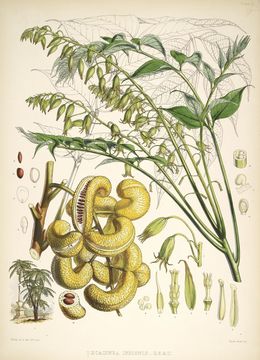 Sivun <i>Decaisnea insignis</i> (Griff.) Hook. fil. & Thoms. kuva