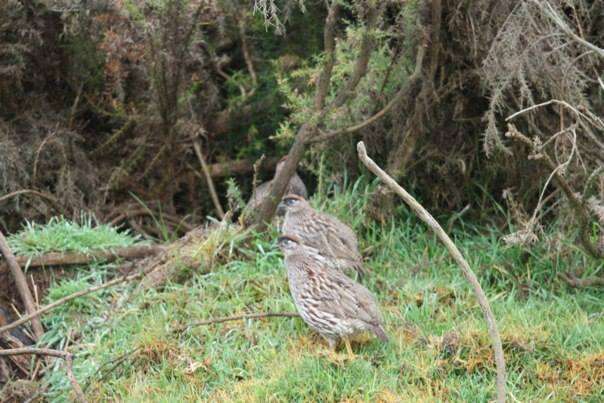 Image of Erckel's Francolin