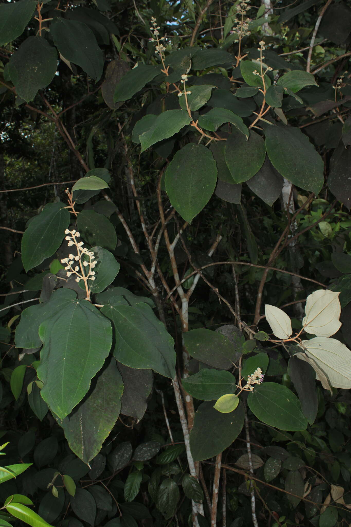 Image of Miconia bubalina (D. Don) Naud.