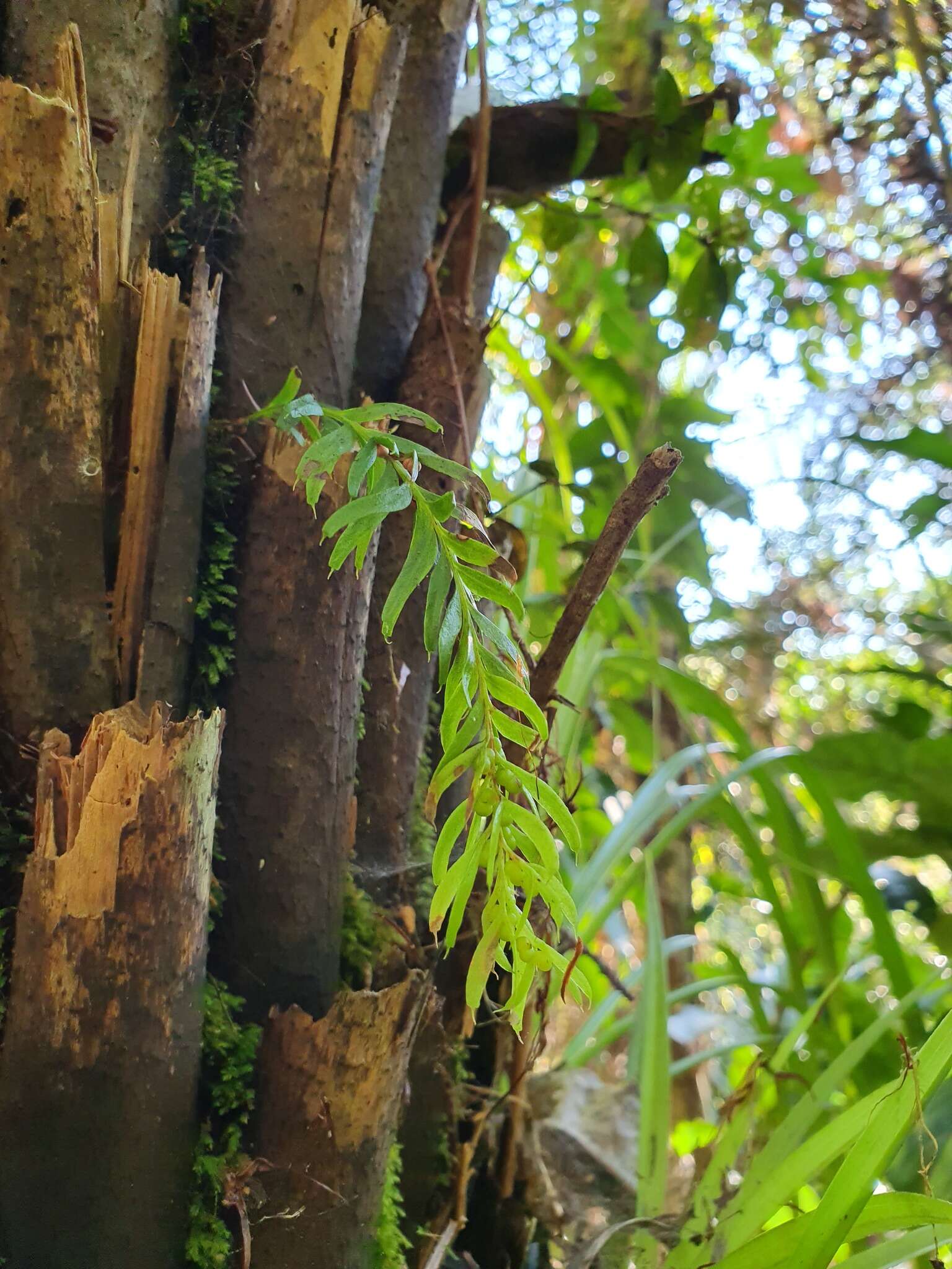 Image of Tmesipteris sigmatifolia Chinnock