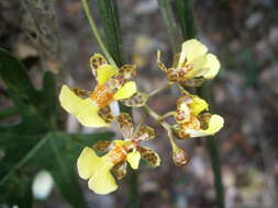 Trichocentrum ascendens (Lindl.) M. W. Chase & N. H. Williams的圖片