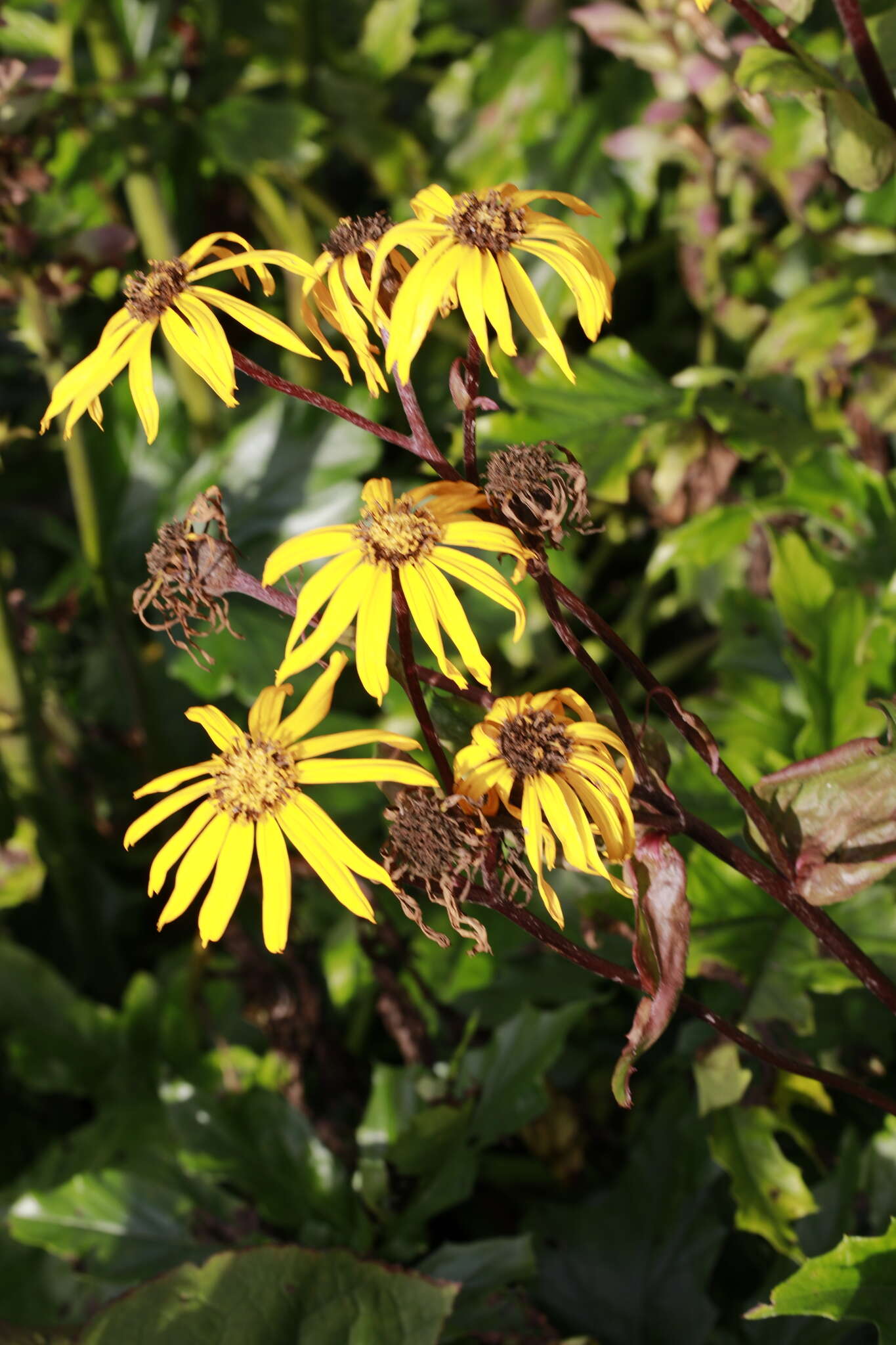 Image of summer ragwort