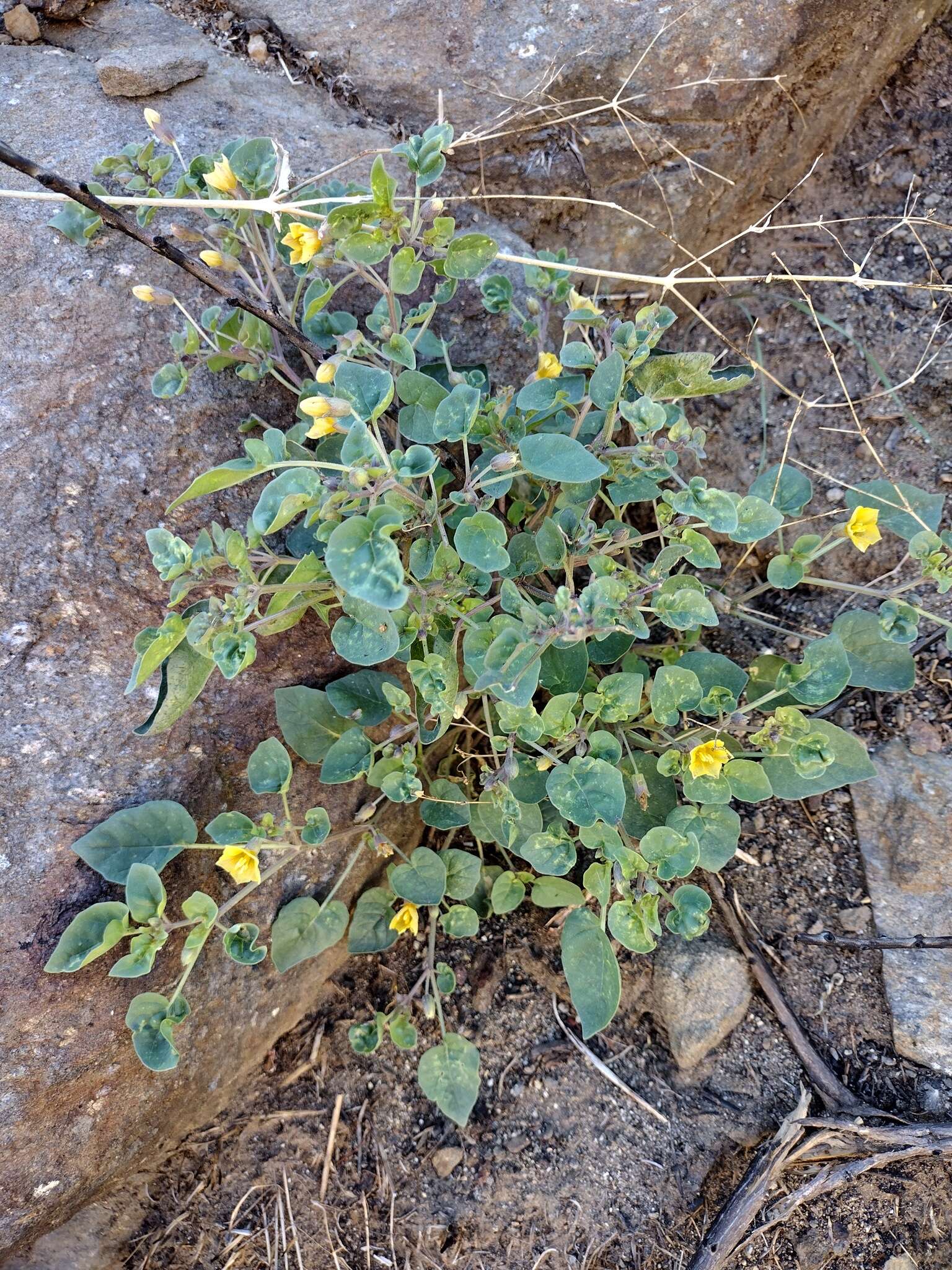 Image of yellow nightshade groundcherry