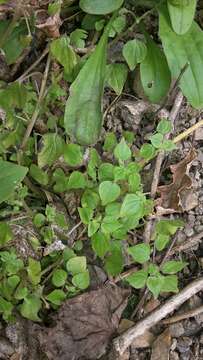 Image of small-flower pellitory