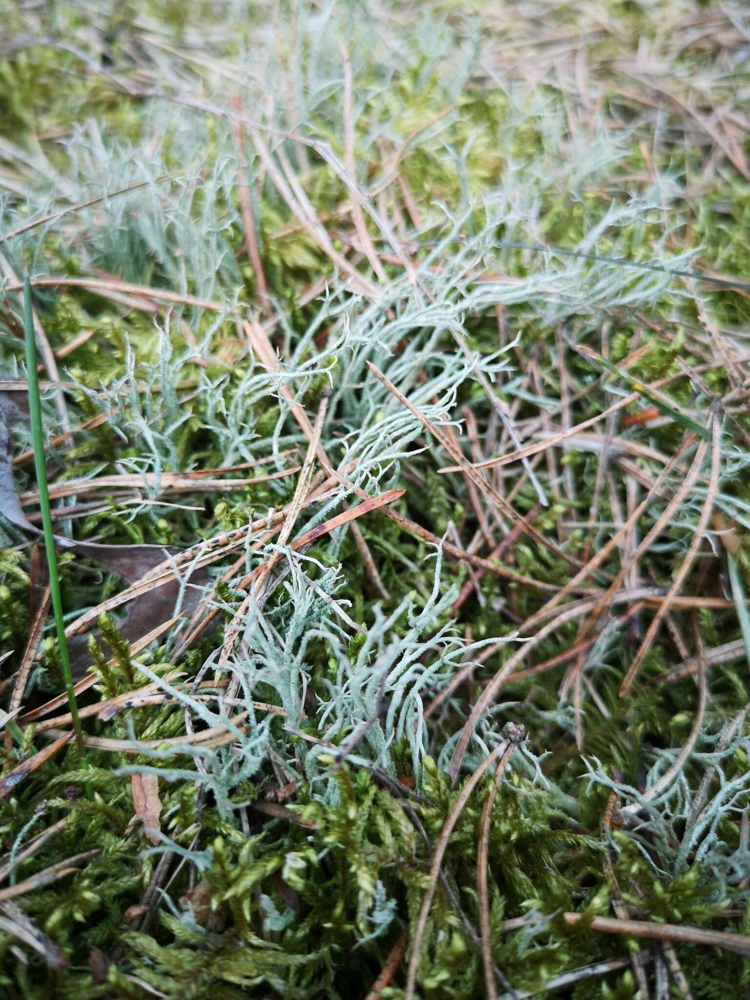 Image de Cladonia scabriuscula (Delise) Nyl.