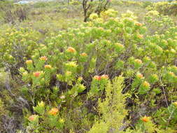 Image of Leucospermum oleifolium (P. J. Bergius) R. Br.