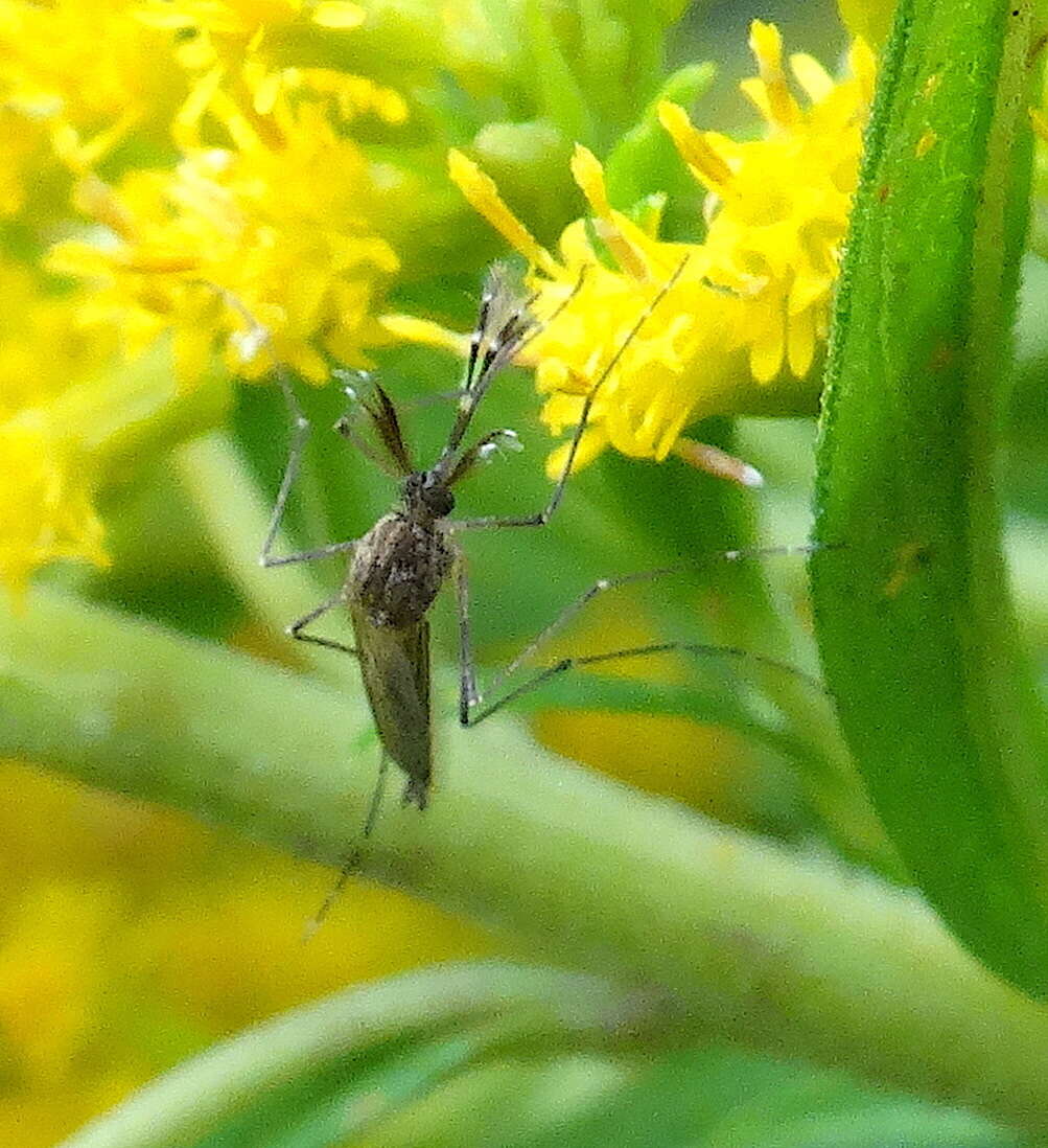 Image of Floodwater Mosquito