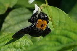 Plancia ëd Xylocopa flavonigrescens Smith 1854