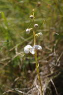 Image of Pyrola rotundifolia subsp. rotundifolia