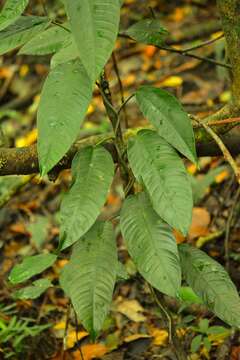 Image of Philodendron inaequilaterum Liebm.