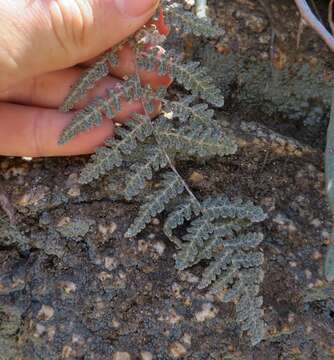 Image of Newberry's lipfern