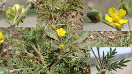 Image of Potentilla multifida L.