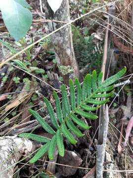 Image of Pleopeltis orientalis Sundue