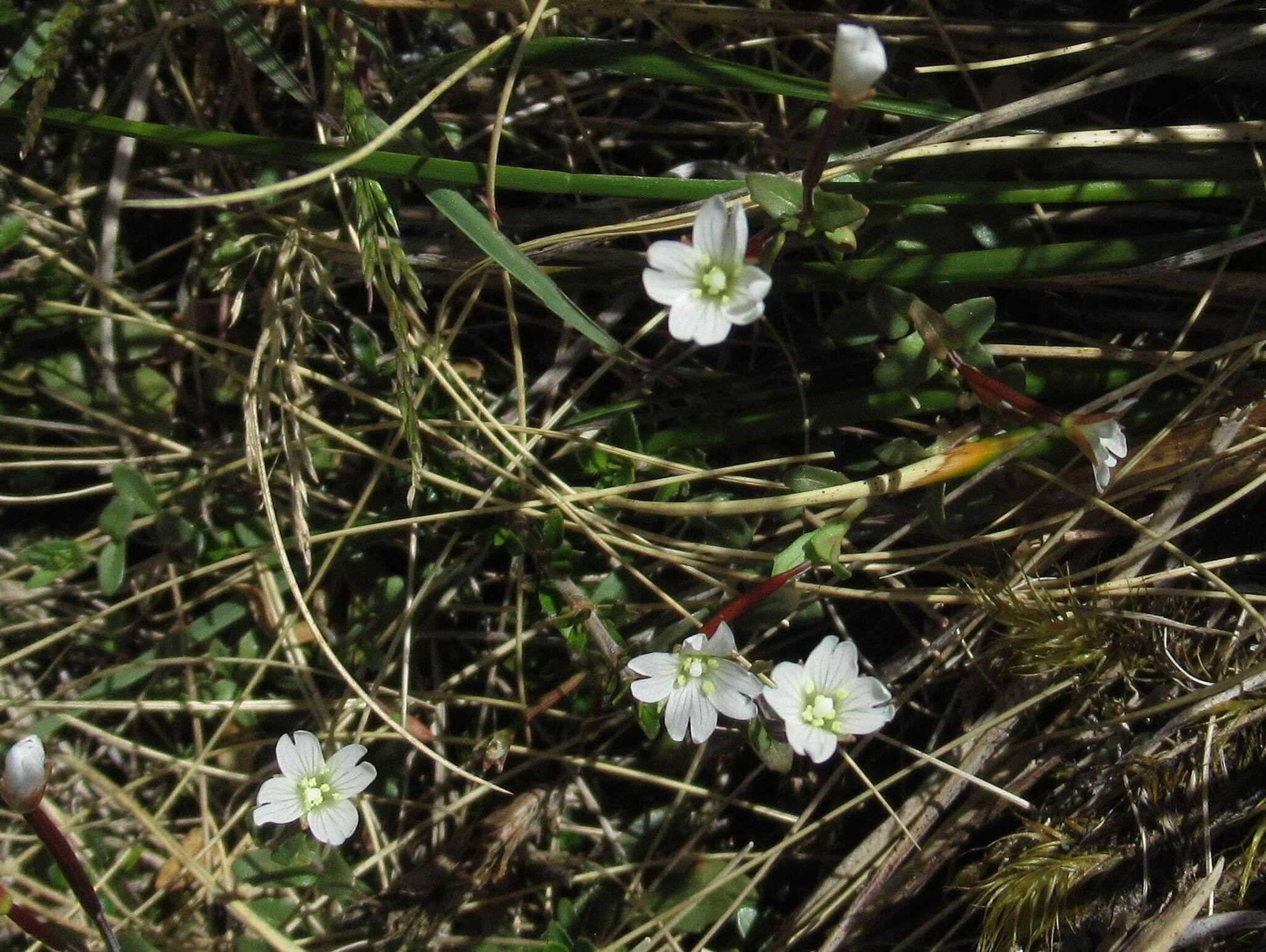 Image of Epilobium alsinoides subsp. atriplicifolium (A. Cunn.) Raven & Engelhorn