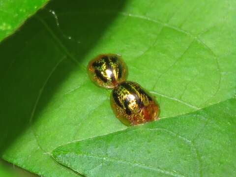 Слика од Agroiconota atromaculata Borowiec 2005