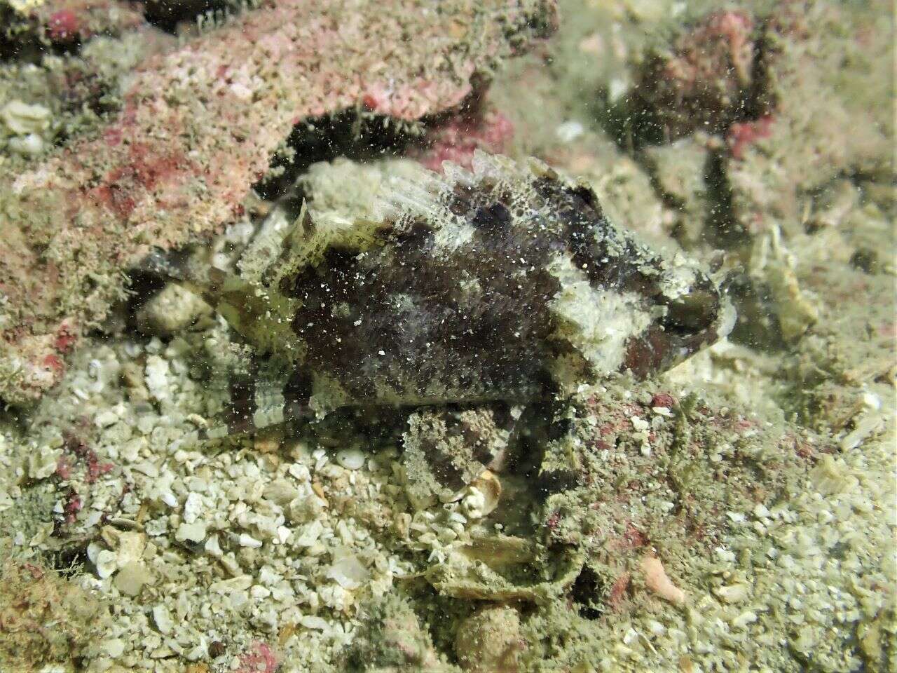 Image of false scorpionfishes