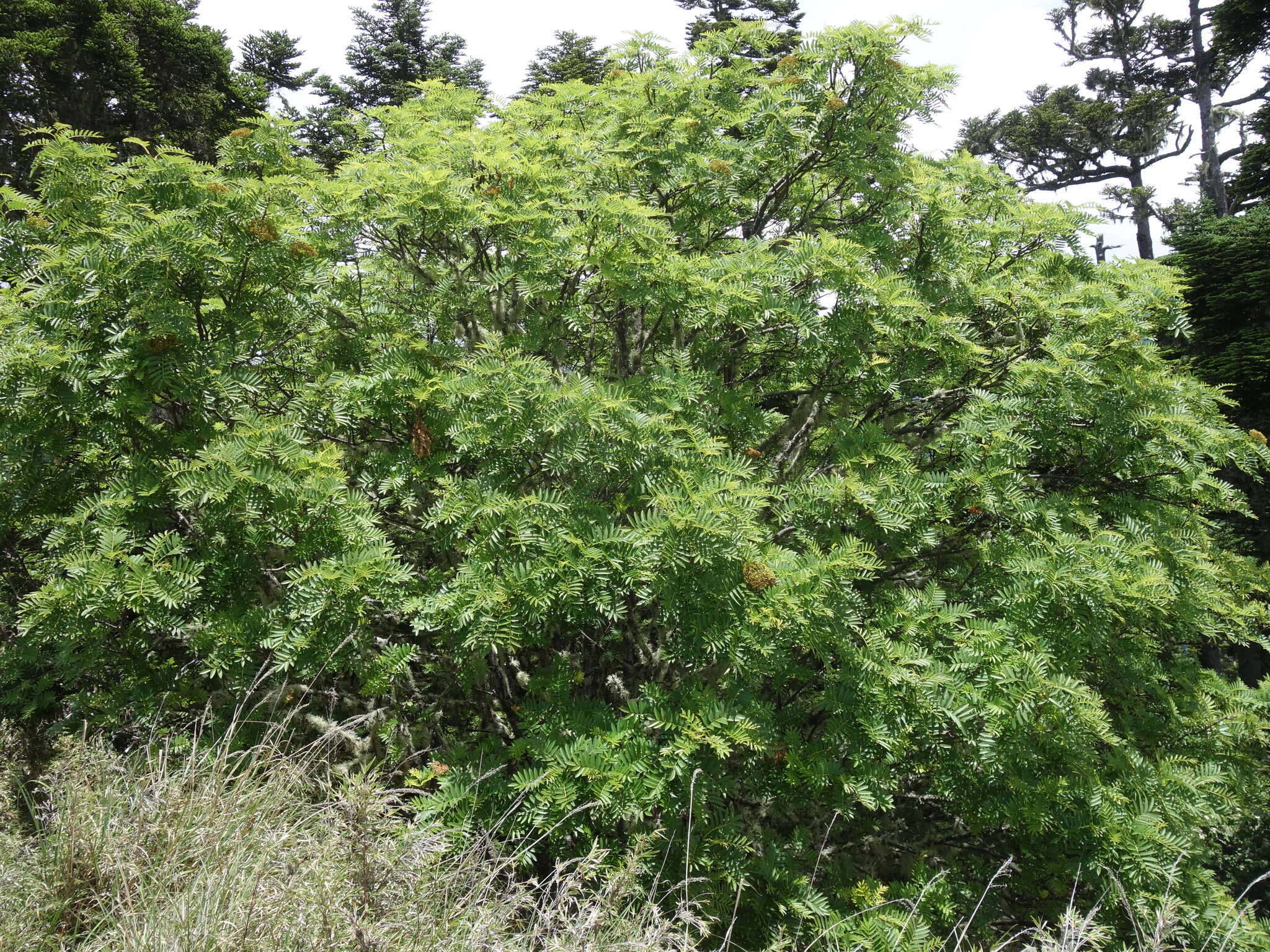 Image of Sorbus randaiensis (Hayata) Koidz.