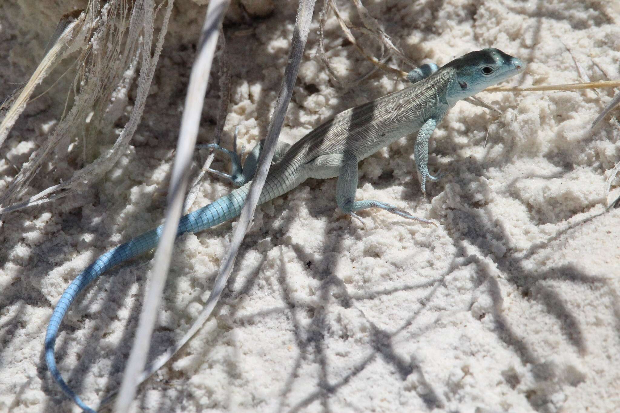 Image of Aspidoscelis inornatus gypsi (Wright & Lowe 1993)