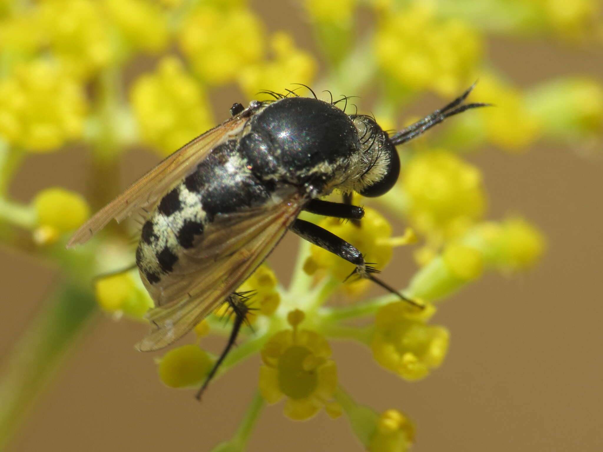 Image of Toxophora fasciculata (Villers 1789)