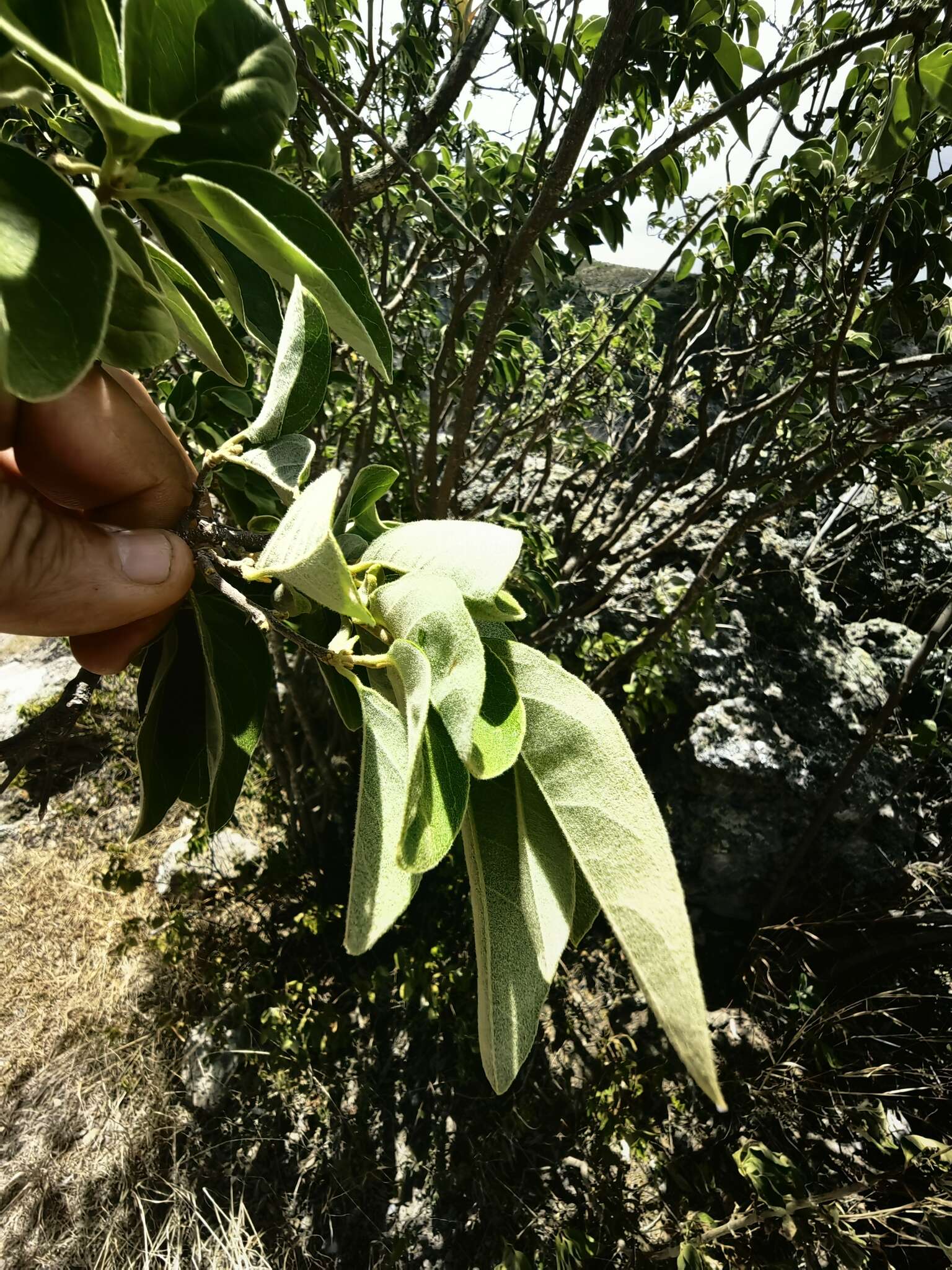 Image of Bunchosia montana A. Juss.