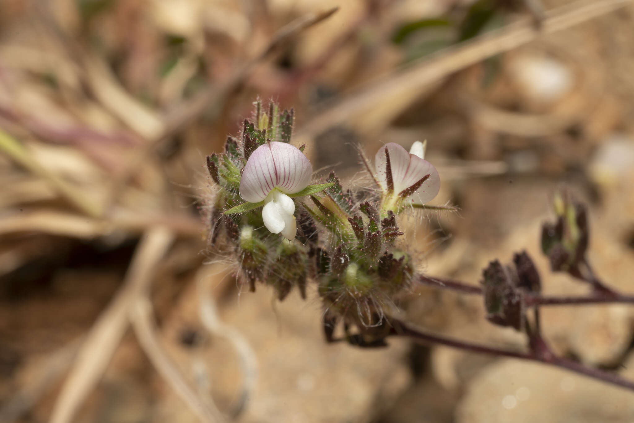 Image of Ononis reclinata L.