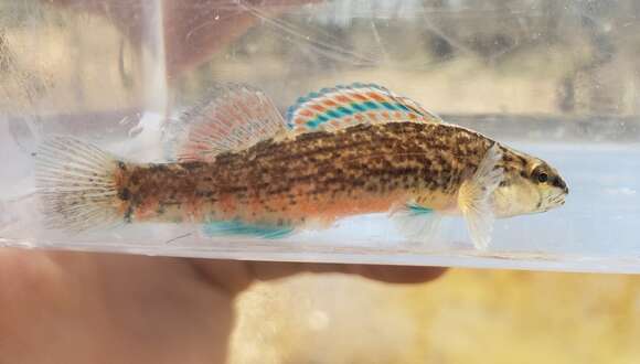 Plancia ëd Etheostoma swaini (Jordan 1884)