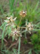 Image of Hooded meadow-star