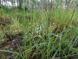 Слика од Spiranthes tuberosa Raf.