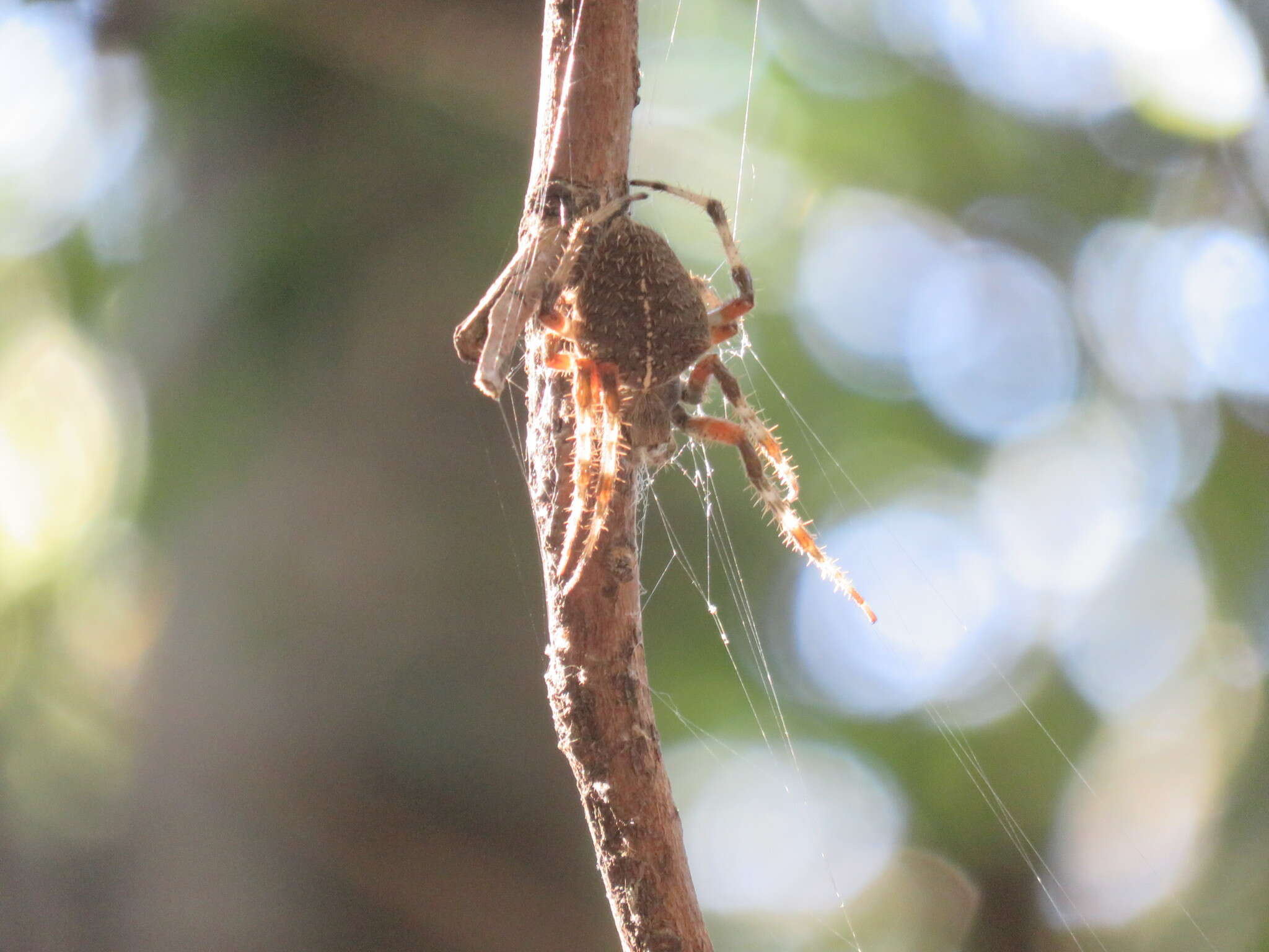 Image de Araneus gemma (McCook 1888)