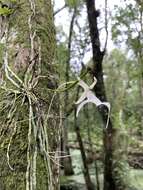 Image of Ghost orchid