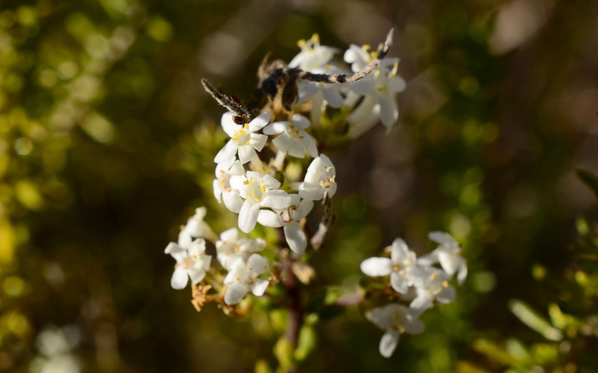 Image of Selago levynsiae O. M. Hilliard