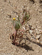 Imagem de Oxalis san-miguelii subsp. urubambensis (R. Knuth) A. Lourteig