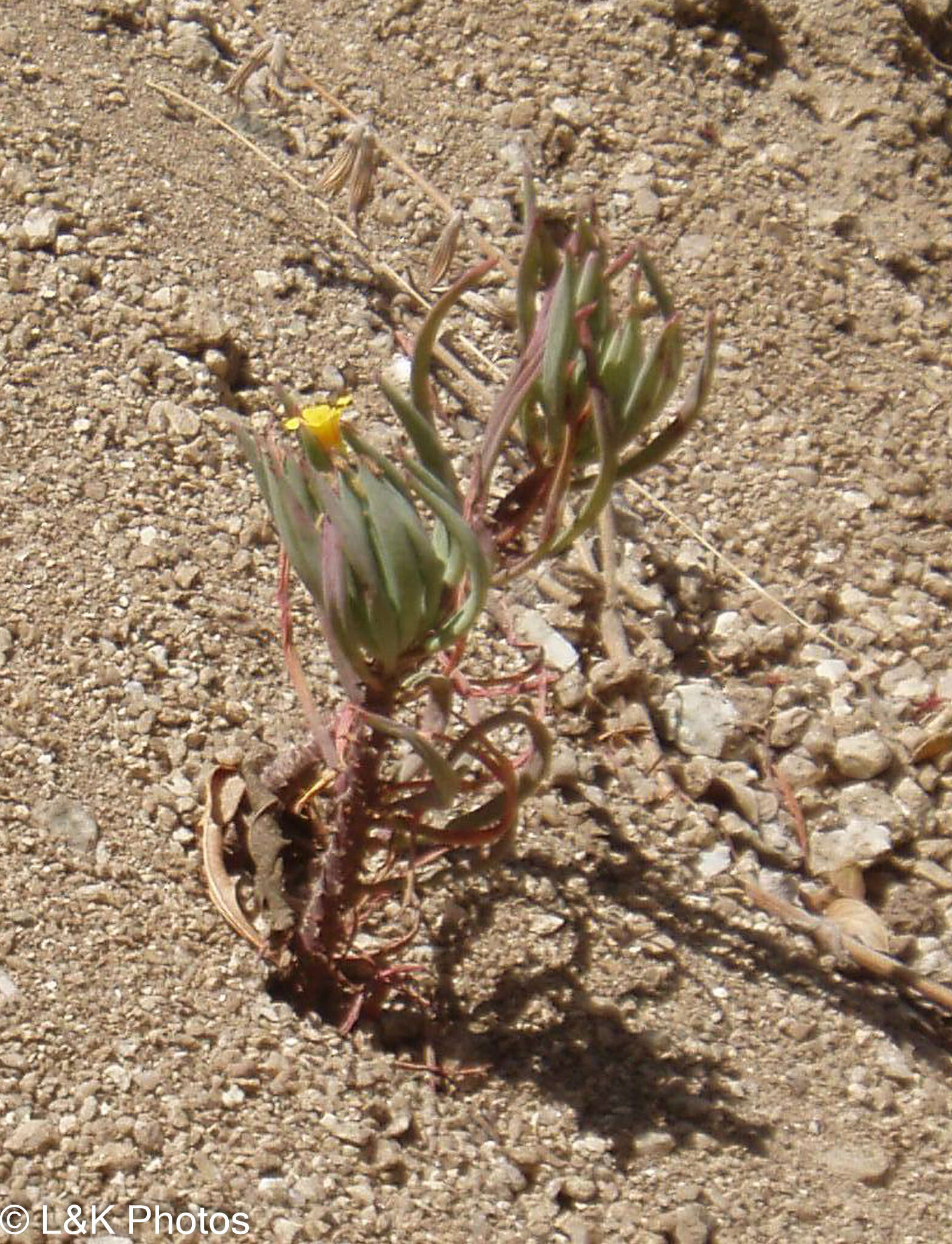 Image of Oxalis san-miguelii subsp. urubambensis (R. Knuth) A. Lourteig