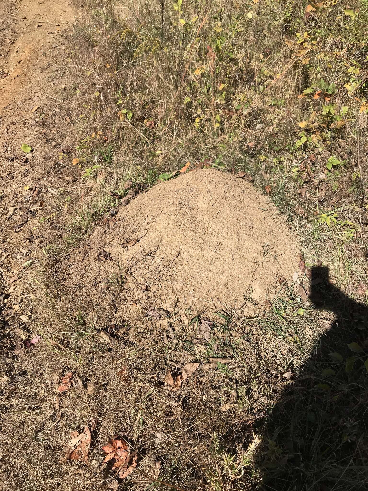 Image of Allegheny Mound Ant