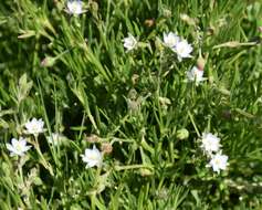 Image of Spergularia tasmanica (Kindb.) L. G. Adams