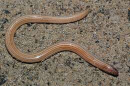 Image of Rohan's Blind Dart Skink