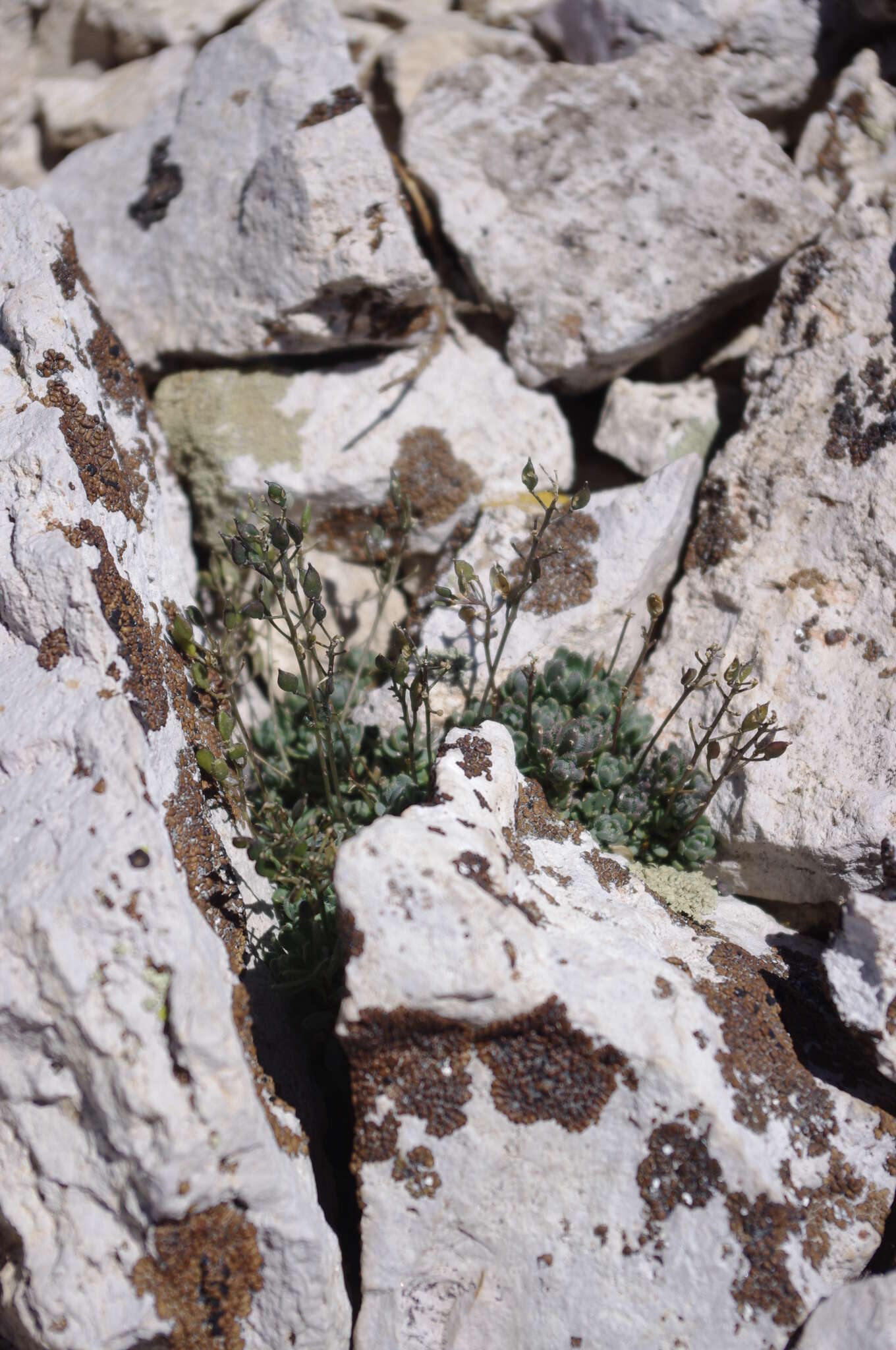 Image of sweetwater draba