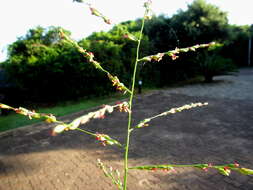 Panicum deustum Thunb.的圖片