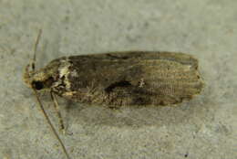 Image of Agonopterix hyperella Ely 1910