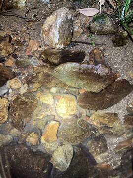 Image of Chinese Mountain Keelback