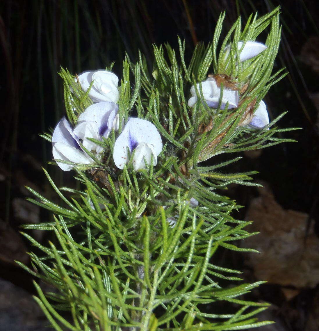 Image of Psoralea floccosa