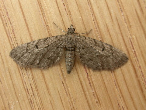 Image of Freyer's Pug