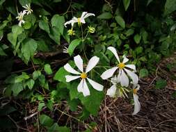 Image of Montanoa atriplicifolia (Pers.) Sch. Bip.