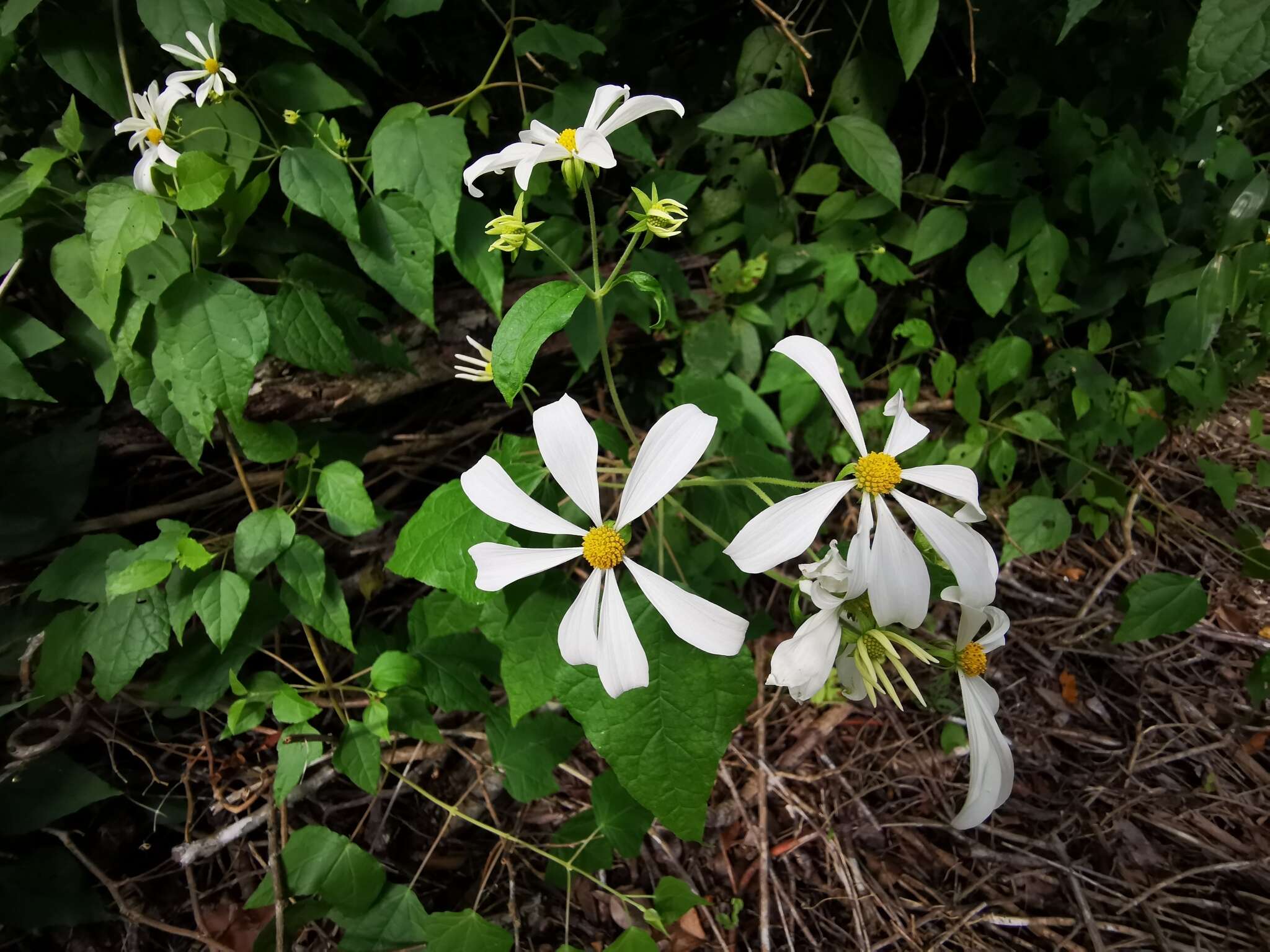 Image of Montanoa atriplicifolia (Pers.) Sch. Bip.