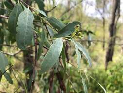 Image of Santalum lanceolatum R. Br.